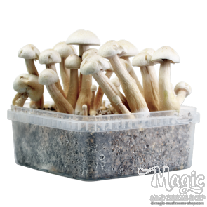 2100cc Amazonian PES Grow kit