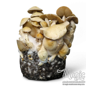 Cascadian Teacher Cloud920® Ready-to-grow bag