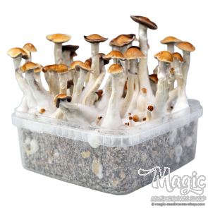 2100cc Amazonian PES Grow kit