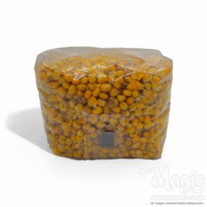 Sterile corn 2000cc and 4000cc Sterile corn 2000cc and 4000cc