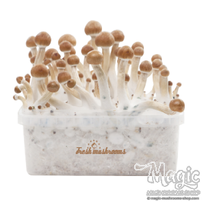 B+ XP | Fresh Magic Mushrooms Grow Kit 