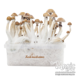 Mexican XP | Fresh Magic Mushrooms Grow Kit