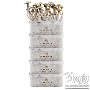 FreshMushrooms® Pack rabais de 5 kits