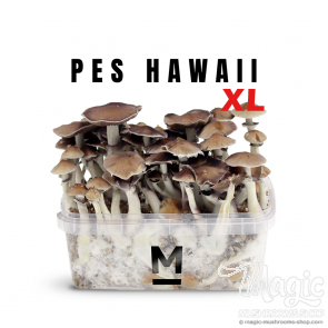 Amazonian PES Growbox / Growkit