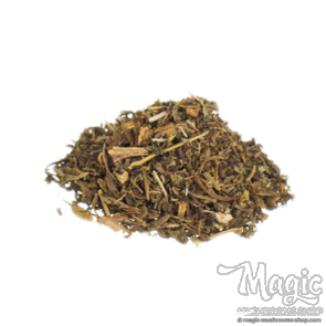 Wild lettuce | Lactuca virosa