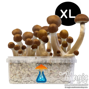 GetMagic McKennaii XL Grow Kit
