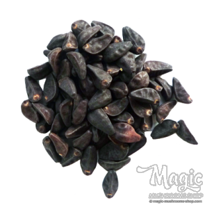 Morning Glory (Ipomoea violacea) 