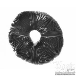 Spore print 