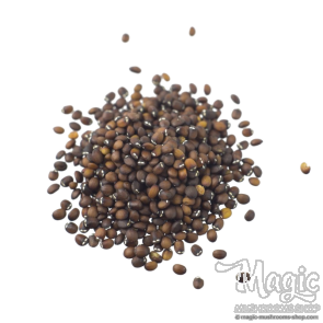 Catmint (Nepeta cataria) seeds