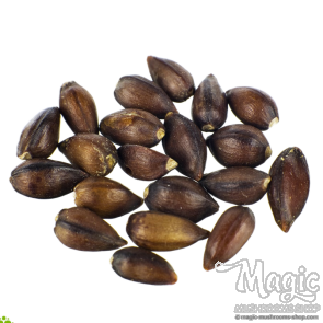 Ephedra (Ephedra sinica) seeds (Seeds)