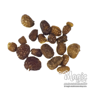 Mapacho (Nicotiana rustica) seeds