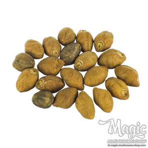 Ololiuqui (Rivea corymbosa) seeds