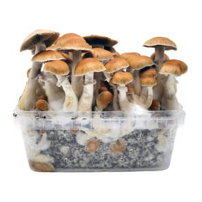 PES Amazonian GrowBox Cloud920® Classic XL