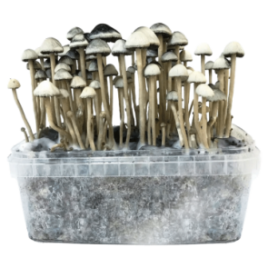 Hawaiian Copelandia Panaeolus Cyanescens