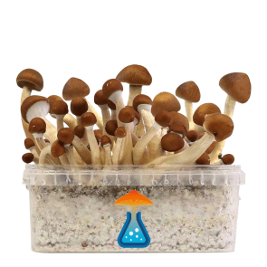 GetMagic Mexican+ Magic Mushrooms Grow Kit