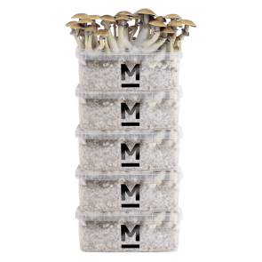  Mondo® grow kit Discount 5 Pack