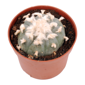 Peyote 6-7 cm