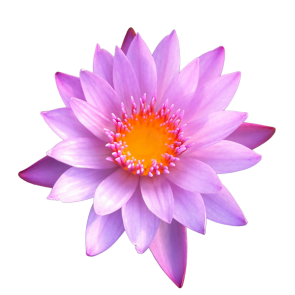 Pink Lotus Flowers | Nelumbo Nucifera 