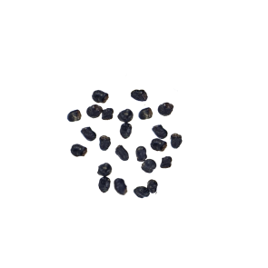 San Pedro Cactus | 20 seeds