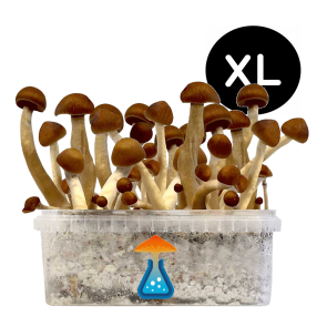 GetMagic Magic Mushroom grow kit XL