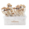Photo McKennaii Kit de Culture - FreshMushrooms®