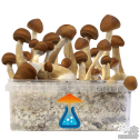 B+ champis hallucinogènes Kit de culture GetMagic