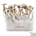 FreshMushrooms® Kit de culture Golden Teacher