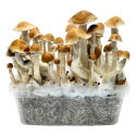 McKennaii Cloud920® Classic XL