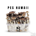 Mondo® Kit de culture PES Hawaii