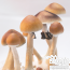 Colombian Psilocybe cubensis muhsroom groew kit