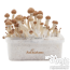 Pack rabais de 5 FreshMushrooms® kits