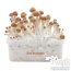 Pack rabais de 5 FreshMushrooms® kits