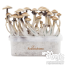 1x Boîte de culture de 1x Boîte de culture de FreshMushrooms de champignons contenant le 'Cake' de mycélium actif