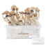 1x Boîte de culture de 1x Boîte de culture de FreshMushrooms de champignons contenant le 'Cake' de mycélium actif