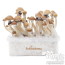 Pack rabais de 5 FreshMushrooms® kits