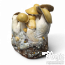 Kit de culture de champignons Mac Galactic Cloud920