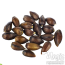 Ephedra (Ephedra sinica) Graines