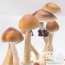Colombian Psilocybe cubensis muhsroom groew kit