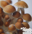 Colombian Magic Mushrooms