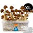 Colombian growkit xl