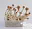 B+ mushroom kit