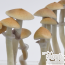 GetMagic Cambodian Growkit