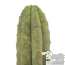 San Pedro cutting