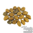 Ololiuqui (Rivea corymbosa) seeds