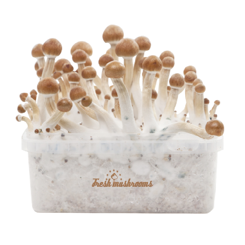 FreshMushrooms® magic mushrooms grow kit
