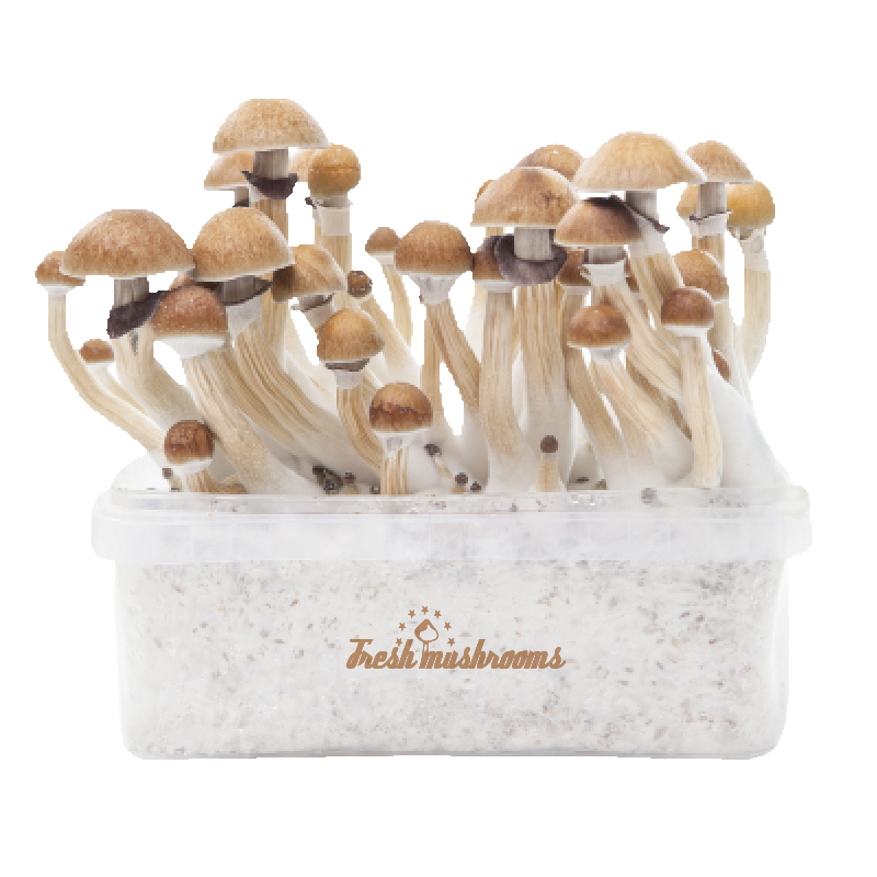 https://www.magic-mushrooms-shop.com/media/catalog/product/f/r/freshmushrooms_mckennaiixp.png