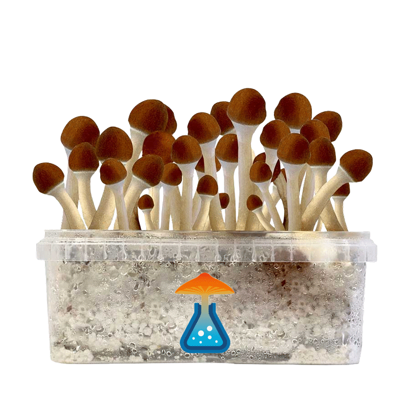 Golden Teacher grow kit by GetMagic