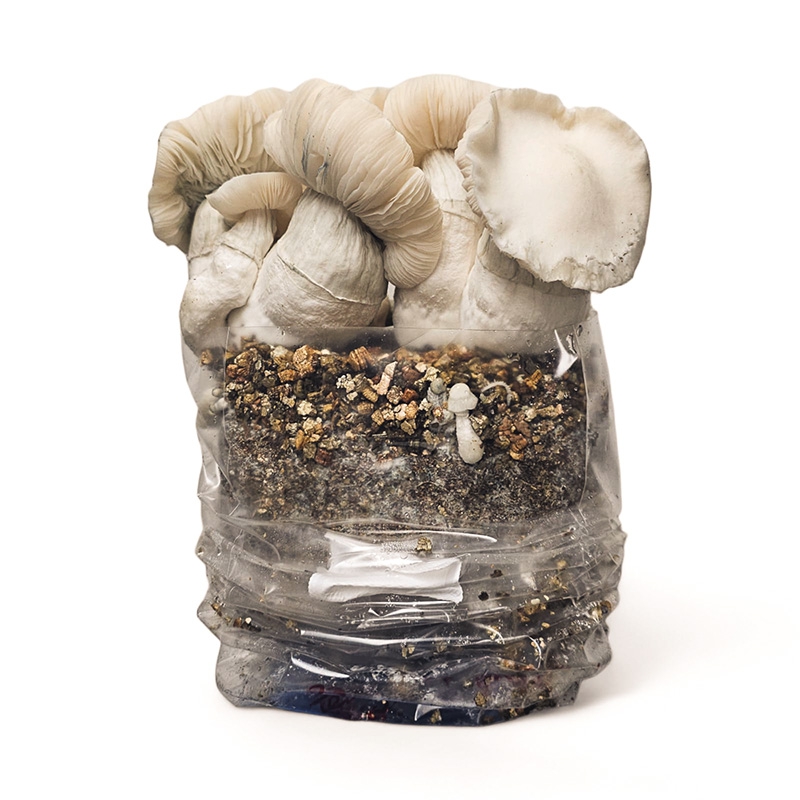 Buy Cloud920® Ready-to-grow Bag