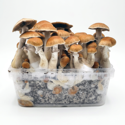 Cloud920 Jack Frost magic mushroom grow kit with harvest