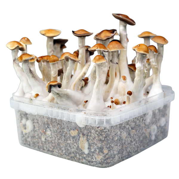 Cloud920&reg; Classic XL Growbox